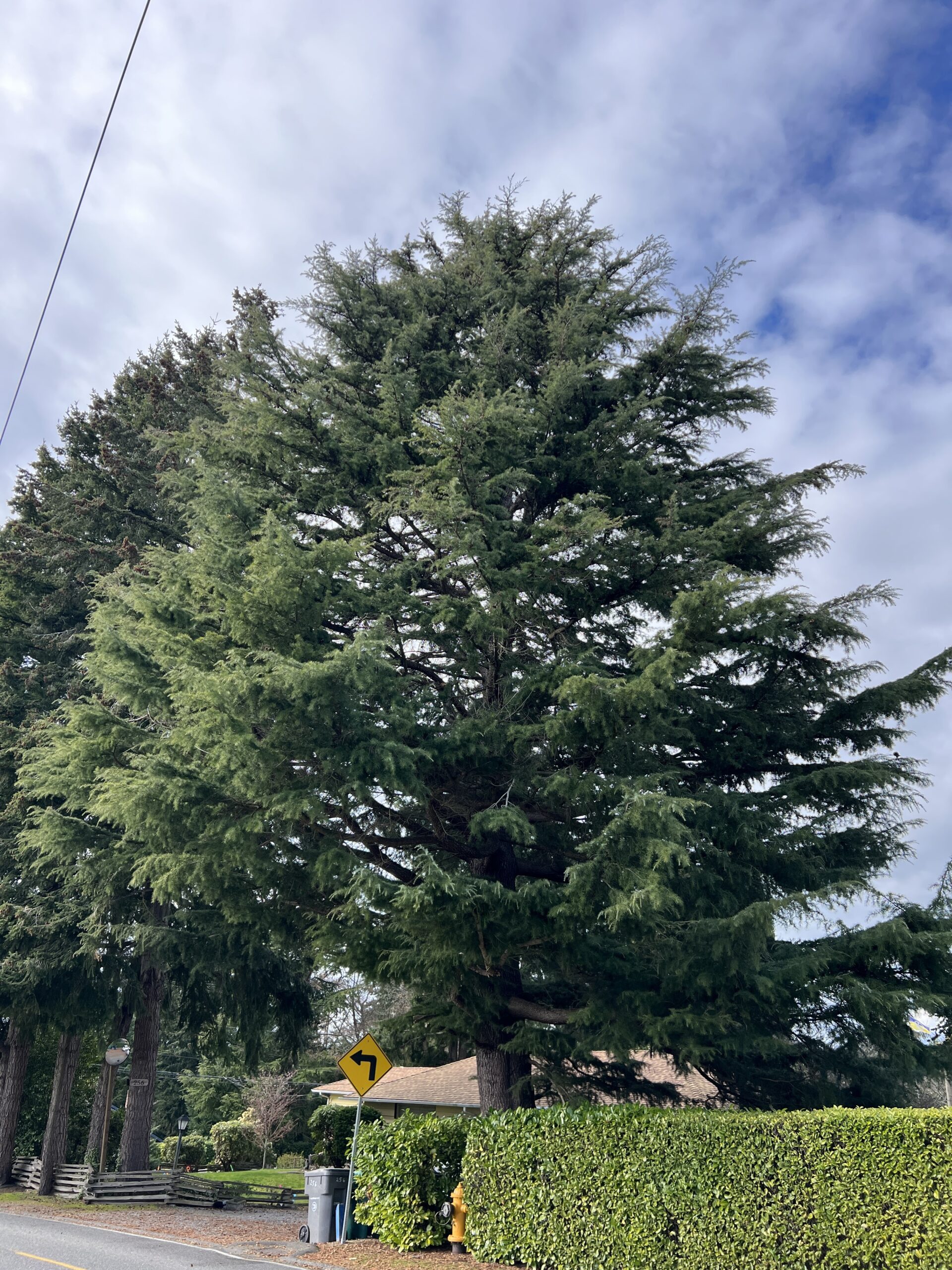 McLaughlin Maple Tree